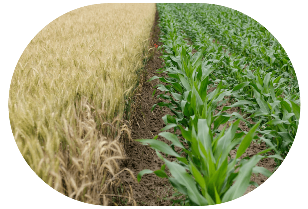 Fresh Concepts Buyers Edge Platform